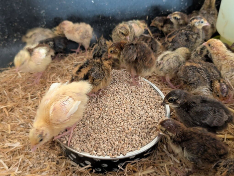 Coturnix Quail chicks