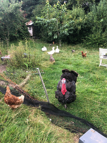 2 Brother Turkeys. Now found their forever home