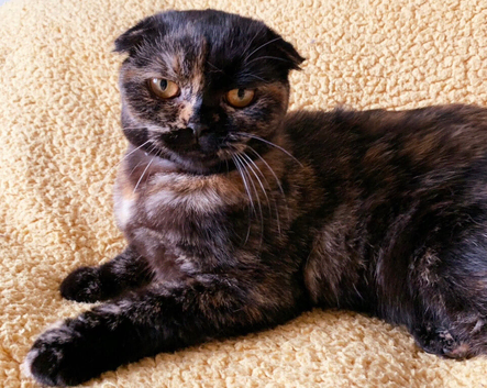 Beautiful Calico fold girl