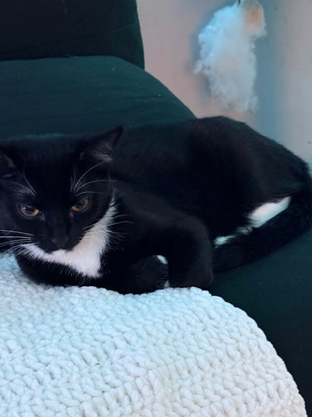 Kittens make and female