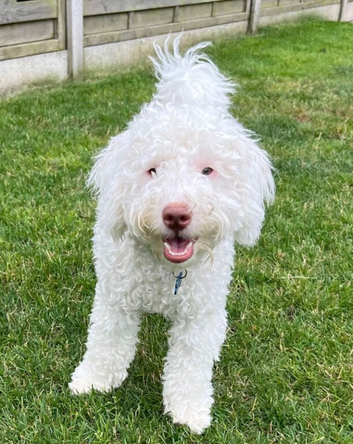 Loving Home Needed Miniature Labradoodle pups
