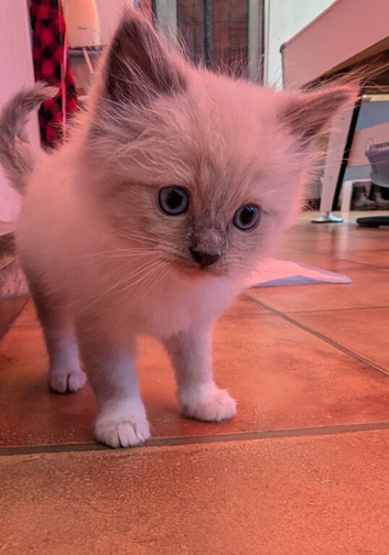 Ragdoll kittens last boy