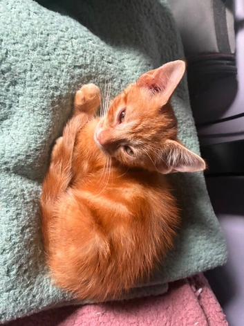 Gorgeous mixed litter kittens.