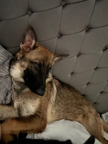 german shepherd X Belgium malinos