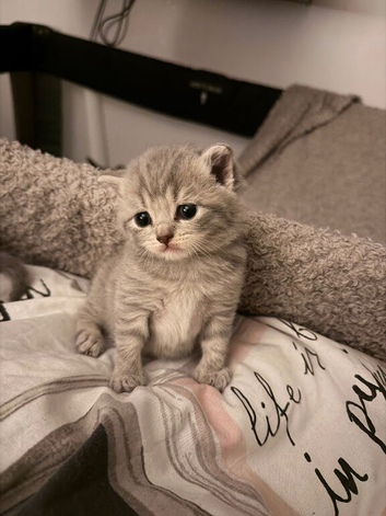 3 kittens for sale