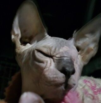 Looking for rescue oriental boy or girl rescue