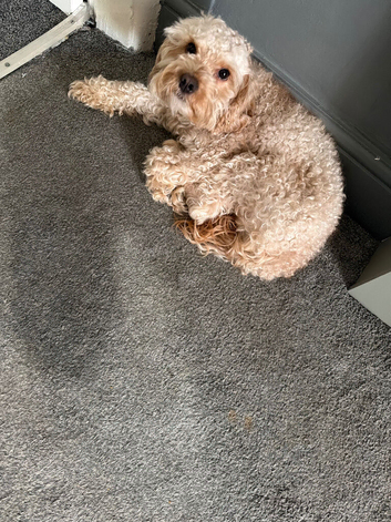 Milo