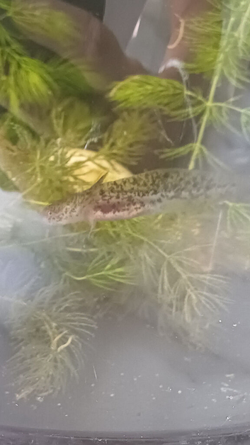 Baby Axolotl
