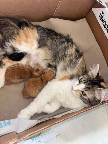 2 ginger half ragdoll babies