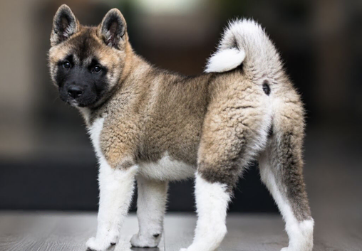 15 week old Akita