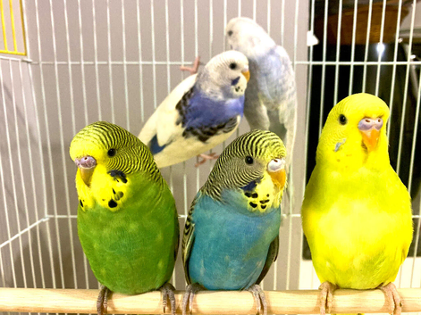 Beautiful Baby Budgies .& Cages Various Mutations.