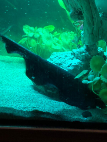 Fish tank for sale