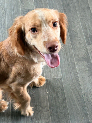 Cocker spaniel