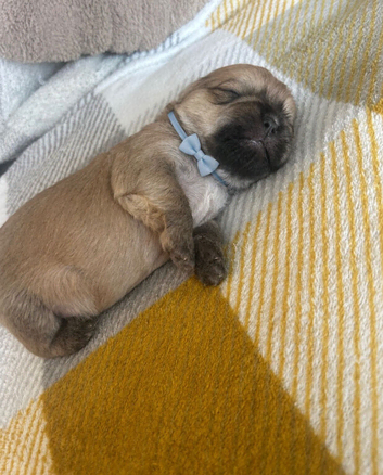 Shih Tzu puppies