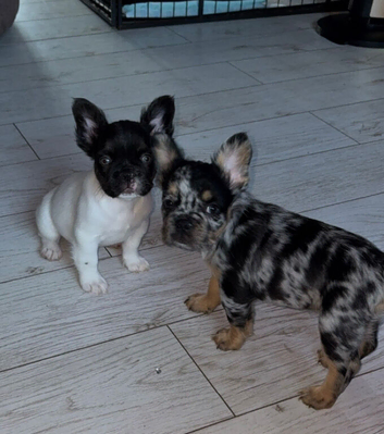 Fluffy French bulldogs