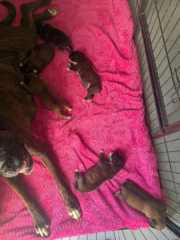 Stunning Kc Boxers Bobtails And Tails