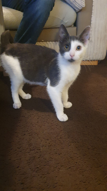 Female Black and White Cat E11
