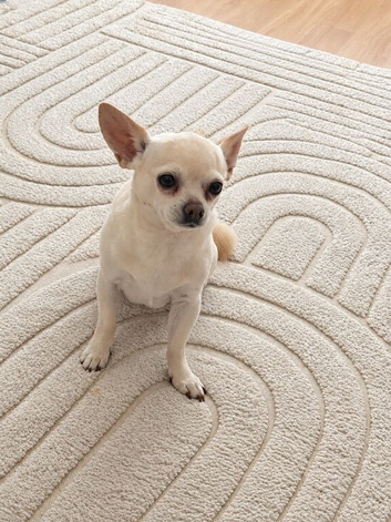 Chihuahua stud