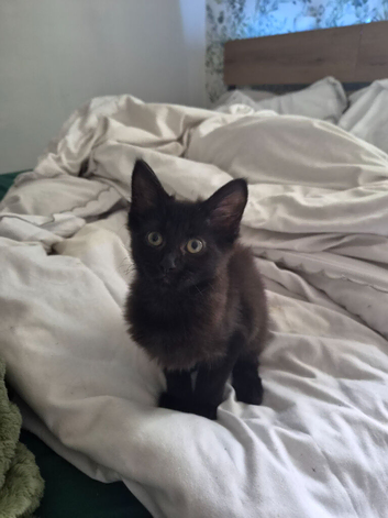 Female kitten