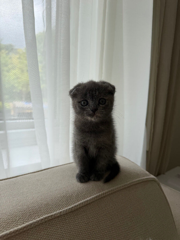 Female scottish fold