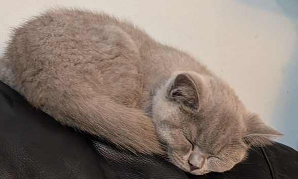 Beautiful BSH female