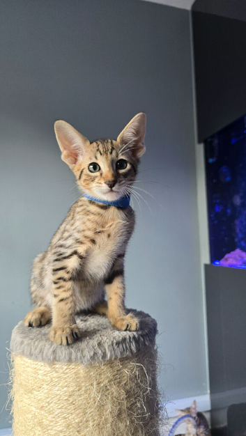 F8 Savannah kittens- TICA Registered