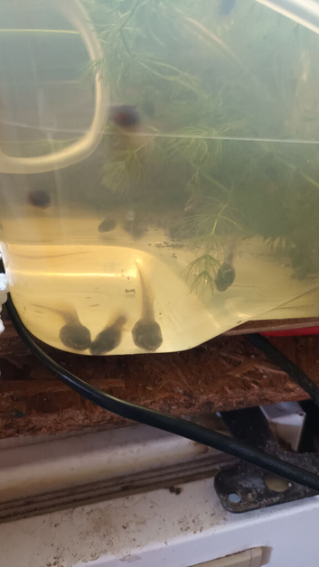 Hyla cinnerea  tadpoles american green tree frog