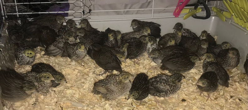 SEXED QUAILS/CHINESE PAINTED BUTTONS !