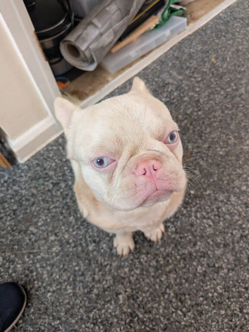 Frenchie x pug albino male