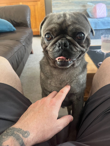 Boris the grey pug