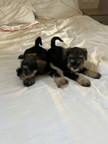 Beautiful Schnauzers puppies