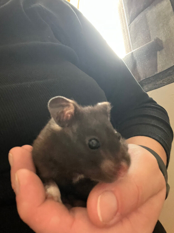 Syrian Hamster