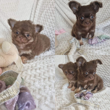 Chocolate Long-Haired Chihuahua Puppies &ndash; Ready Now