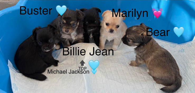 Beautiful Rainbow of Chihuahuas