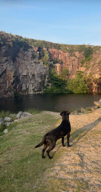 black lab for stud