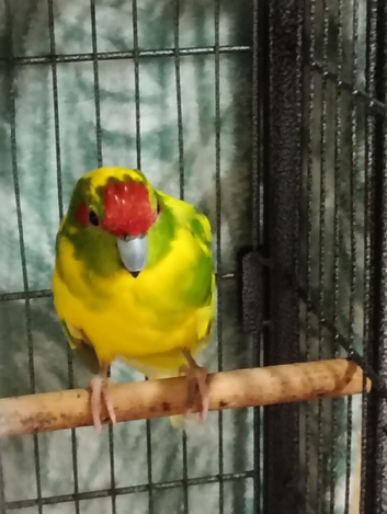 Male kakariki