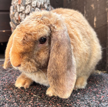 Mini Plush Lop Buck