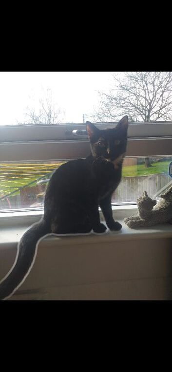 Female cat