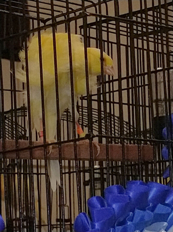 Melado tinnerfeno canaries for sale