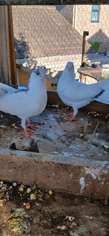 Fan Tail Doves
