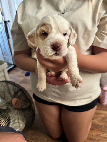 Working cocker spaniel