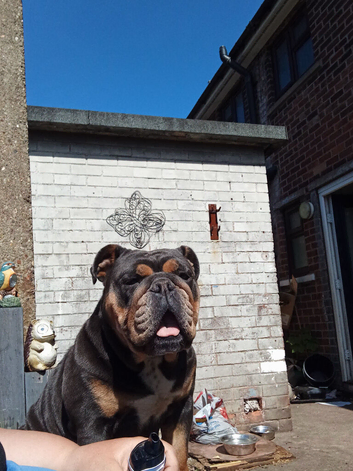 Bulldog