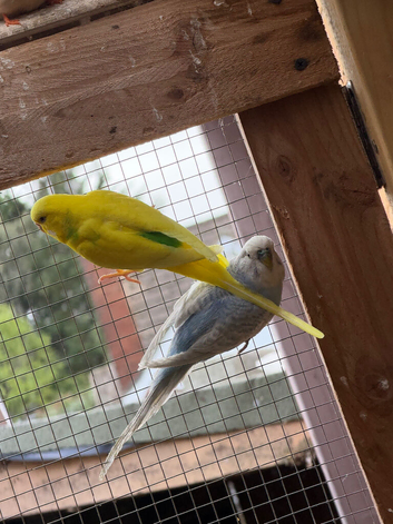 Cute Budgies