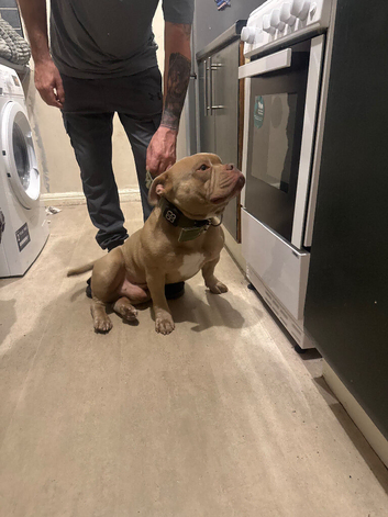 2 year old boy up for stud