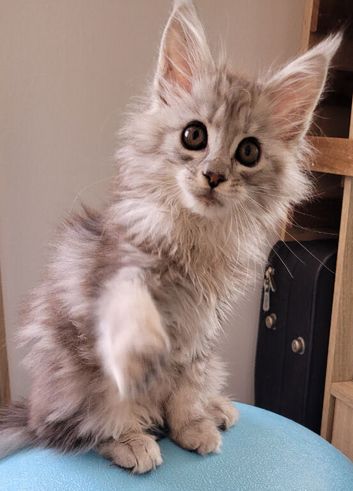 Tica registered maine coon kittens