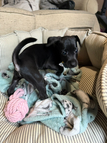 Patterdale Lakeland x Lakeland patterdale Terriers