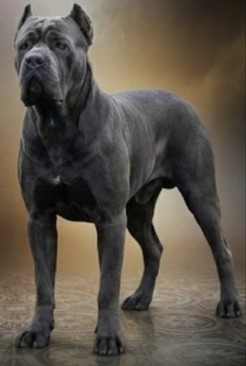 Champion bred cane corso stud