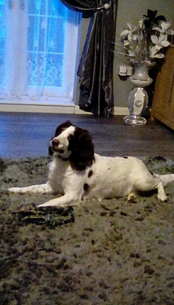 7 sprocker pups