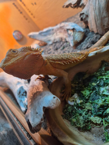 2 year old bearded dragon