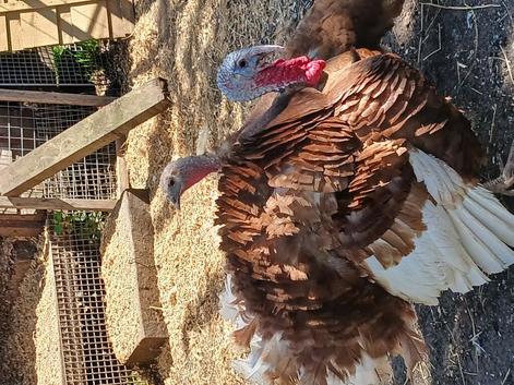 Bourbon Red Turkey Stag